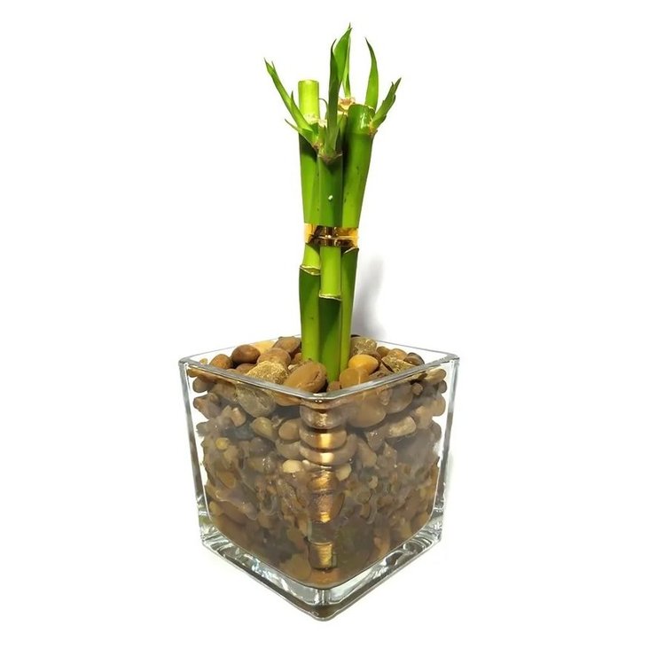 Vaso de Vidro Médio com Bambu da Sorte