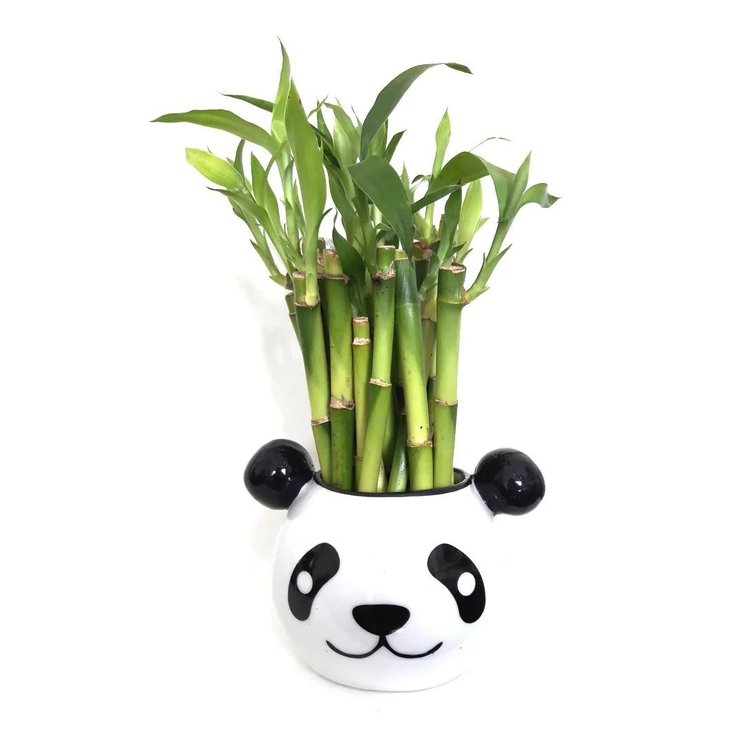 Cachepot Panda com Bambu da Sorte