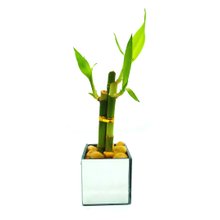 Vaso Quadrado Espelhado com Bambu da Sorte