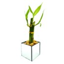 Vaso Quadrado Espelhado com Bambu da Sorte