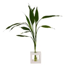 Bambu da Sorte com Vaso de Vidro e Suporte Branco