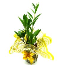 Zamioculca Planta da Fortuna Pequena