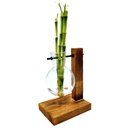 Vaso Pendente com Bambu da Sorte e Suporte