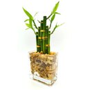 Bambu da Sorte em Vaso Retangular de Vidro