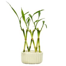 Vaso Retangular com Bambu da Sorte Trançado