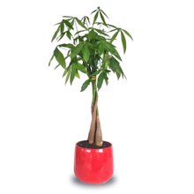 Vaso em Cerâmica com Árvore do Dinheiro