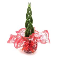 Arranjo com Lança de São Jorge Trançada