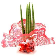 Arranjo com Lança de São Jorge Reta