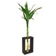 Bambu da Sorte com Suporte Extra Grande