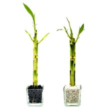 Bambu da Sorte Yin Yang Duplo em Vidro