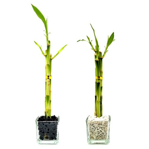 Bambu da Sorte Yin Yang Duplo em Vidro