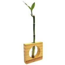 Bambu da Sorte Solitário com Suporte de Madeira