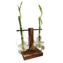 Bambu da Sorte com Suporte Duplo e Vaso Pendente
