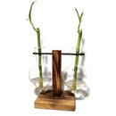 Bambu da Sorte com Suporte Duplo e Vaso Pendente