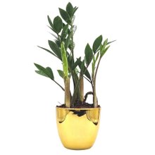 Vaso Dourado com Planta Zamioculca