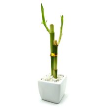 Vaso Quadrado Branco com Bambu da Sorte