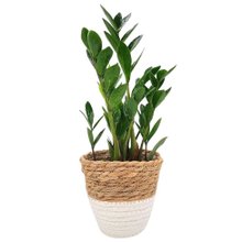 Cachepot Palha com Planta Zamioculca