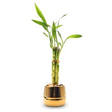 Cachepot Dourado com Bambu da Sorte