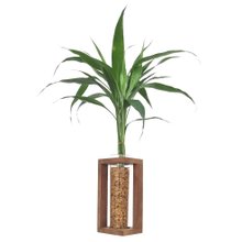 Suporte Rústico em Madeira com Bambu da Sorte