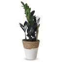 Cachepot Palha com Zamioculca Black Queen