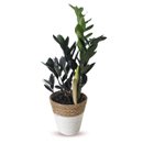 Cachepot Palha com Zamioculca Black Queen