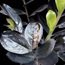 Cachepot Palha com Zamioculca Black Queen