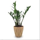 Cachepot Diamante com Zamioculca Baby