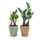 Cachepot Diamante com Zamioculca Baby