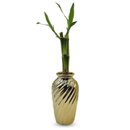 Vaso Haiti em Cerâmica com Bambu da Sorte