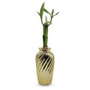 Vaso Haiti em Cerâmica com Bambu da Sorte