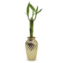 Vaso Haiti em Cerâmica com Bambu da Sorte