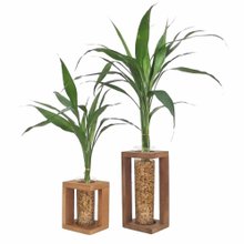 Conjunto de Vasos Rústicos com Bambu da Sorte