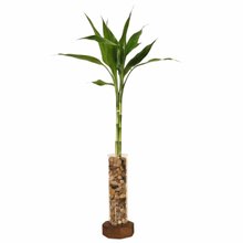 Suporte Rústico Solitário com Bambu da Sorte