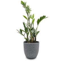 Cachepot com Planta Zamioculca (Cimento)