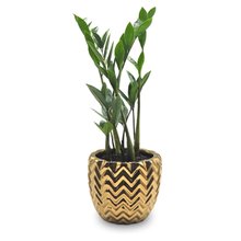 Cachepot em Cerâmica com Zamioculca