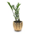Cachepot em Cerâmica com Zamioculca