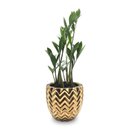 Cachepot em Cerâmica com Zamioculca