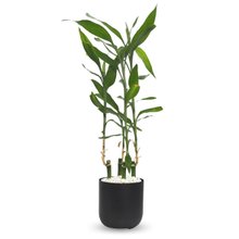 Cachepot Due com Bambu da Sorte Torre