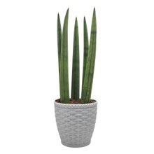 Cachepot com Planta Lança de São Jorge