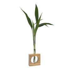 Bambu da Sorte com Vaso de Vidro e Suporte Quadrado