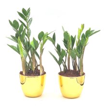 Par de Vasos Dourados com Zamioculca