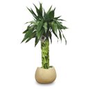 Bambu da Sorte Torre em Espiral (50cm)