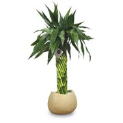 Bambu da Sorte Torre em Espiral (50cm)