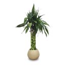 Bambu da Sorte Torre em Espiral (50cm)