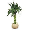 Bambu da Sorte Torre em Espiral (50cm)