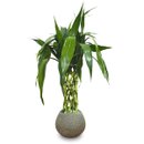 Bambu da Sorte Torre Trançada (50cm)