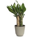 Cachepot Milan com Pau D'água