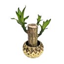 Cachepot em Cerâmica com Muda de Pau D'Água