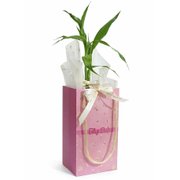 Kit Presente Bambu da Sorte e Sacola Feliz Dia