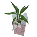 Kit Presente Bambu da Sorte e Sacola Feliz Dia